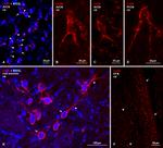 Connexin 36 Antibody in Immunohistochemistry (IHC)