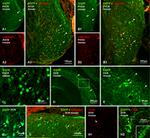 Connexin 36 Antibody in Immunohistochemistry (IHC)