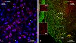 Connexin 36 Antibody in Immunohistochemistry (IHC)