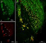 Connexin 36 Antibody in Immunohistochemistry (IHC)
