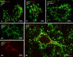 Connexin 36 Antibody in Immunohistochemistry (IHC)