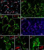 Connexin 36 Antibody in Immunohistochemistry (IHC)