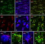 Connexin 36 Antibody in Immunohistochemistry (IHC)