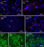 Connexin 36 Antibody in Immunohistochemistry (IHC)