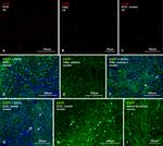 Connexin 36 Antibody in Immunohistochemistry (IHC)