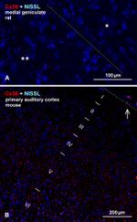 Connexin 36 Antibody in Immunohistochemistry (IHC)