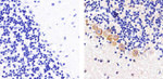 Connexin 47 Polyclonal Antibody
