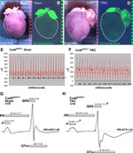 Connexin 40 Antibody in Immunohistochemistry (IHC)