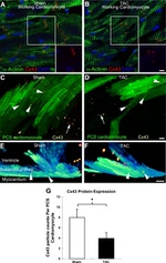 Connexin 40 Antibody in Immunohistochemistry (IHC)