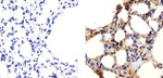 Connexin 40 Antibody in Immunohistochemistry (Paraffin) (IHC (P))