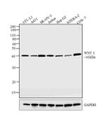 WNT1 Polyclonal Antibody