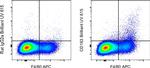 CD163 Monoclonal Antibody (TNKUPJ), Brilliant Ultra Violet™ 615, eBioscience™