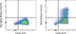 iNOS Monoclonal Antibody (CXNFT), Brilliant Ultra Violet™ 615, eBioscience™