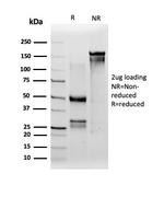 IRF3 Antibody in SDS-PAGE (SDS-PAGE)