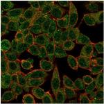 IRF3 Monoclonal Antibody (PCRP-IRF3-3B2)