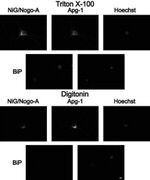 Nogo-A Antibody in Immunocytochemistry (ICC/IF)
