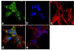 Ephrin A3 Antibody in Immunocytochemistry (ICC/IF)