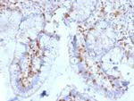 CD103/Integrin E7 Monoclonal Antibody (ITGAE, 2063)