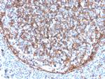 CD11b/MAC-1 Antibody in Immunohistochemistry (Paraffin) (IHC (P))