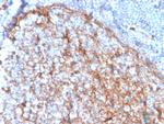 CD11b/MAC-1 (Microglial Marker) Antibody in Immunohistochemistry (Paraffin) (IHC (P))