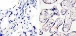 Phospho-eNOS (Ser1179) Polyclonal Antibody
