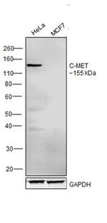 c-Met Antibody in Western Blot (WB)