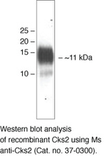 CKS2 Monoclonal Antibody (1F7G5)