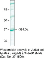 JAB1 Monoclonal Antibody (3F10B10)