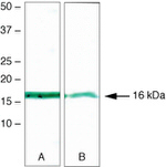 Survivin Monoclonal Antibody (3F5H5)