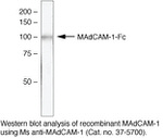 MAdCAM1 (soluble) Monoclonal Antibody (355G8)
