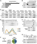 TSC2 Antibody in Western Blot, Immunoprecipitation (WB, IP)