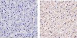 Cyclophilin B Antibody in Immunohistochemistry (Paraffin) (IHC (P))