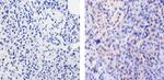 Cyclophilin B Antibody in Immunohistochemistry (Paraffin) (IHC (P))