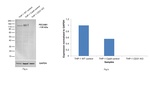 CD31 Antibody in Western Blot (WB)
