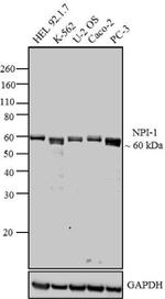 KPNA1 Monoclonal Antibody (114-E12)