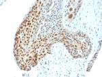 Phospho-c-Jun (Thr91, Thr93) Antibody in Immunohistochemistry (Paraffin) (IHC (P))