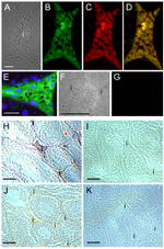 Connexin 36 Antibody in Immunohistochemistry (Paraffin), Immunocytochemistry (IHC (P), ICC/IF)