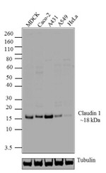 Claudin 1 Antibody in Western Blot (WB)