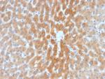 ARF1 (Golgi Apparatus Marker) Monoclonal Antibody (1A9/5)