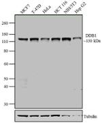 DDB1 Monoclonal Antibody (2B12D1)