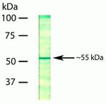 NUF2 Antibody in Western Blot (WB)