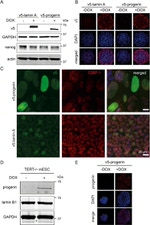 V5 Tag Antibody in Immunocytochemistry (ICC/IF)