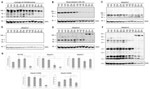 Ubiquilin 1 Antibody in Western Blot (WB)