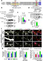 Ephrin B (Pan) Antibody in Western Blot (WB)