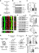 Ephrin B (Pan) Antibody in Western Blot, Immunoprecipitation (WB, IP)