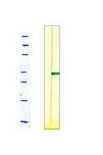 DJ-1 Antibody in Western Blot (WB)