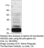Ephrin A5 Antibody in Western Blot (WB)