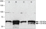 TRAF6 Antibody in Western Blot (WB)