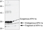 APH1 Antibody in Western Blot (WB)
