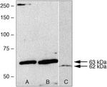 AMPK gamma-2 Polyclonal Antibody